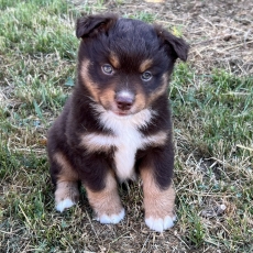 Chiot Berger américain miniature à vendre au prix de 1500 € vacciné et identifié.