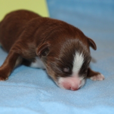 Chiot d'apparence de race Berger amricain miniature  adopter.