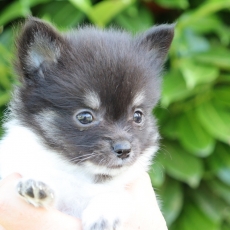 Chiot d'apparence de race Chihuahua  adopter.