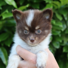 Ce petite mle Chihuahua propos  l'achat est n le 03/05/2025.