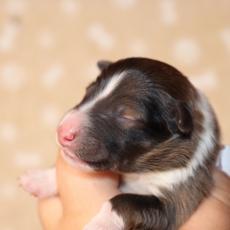 Chiot Colley Shetland  vendre au prix de 1000  vaccin et identifi.