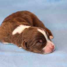 Ce petite mle Berger amricain miniature propos  l'achat est n le 24/06/2025.