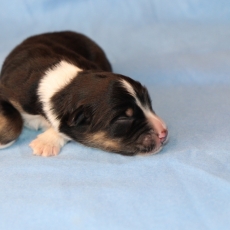 Chiot Berger amricain miniature  vendre au prix de 1100  vaccin et identifi.