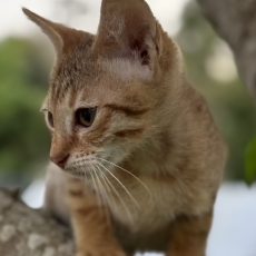 Acheter Chat Savannah bébé pour 1500 €