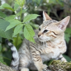 Adoption chaton Chat Savannah au prix de 1500 €