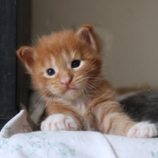 Adoption chaton Maine Coon au prix de 1350 €