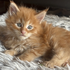 Chaton Maine Coon  vendre au prix de 1750  vaccin et identifi.