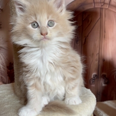 Adoption chaton Maine Coon au prix de 1750 €