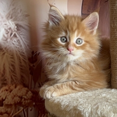 Maine Coon chaton vendu 1750 €