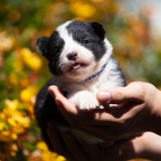 Acheter Laika de Yakoutie bébé pour 1650 €