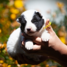 Laika de Yakoutie chiot vendu 1650 €
