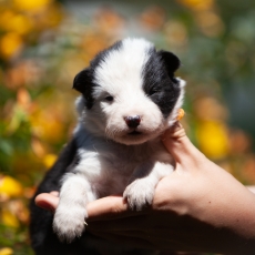 Laika de Yakoutie chiot vendu 1650 €