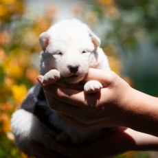 Chiot Laika de Yakoutie à adopter au prix de 1650 €