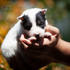 Chiot Laika de Yakoutie à adopter au prix de 1650 €
