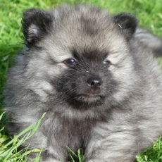 Chiot Spitz Allemand Loup  vendre au prix de 1100  vaccin et identifi.
