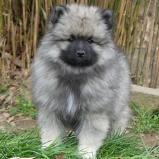 Ce petite mle Spitz Allemand Loup propos  l'achat est n le 09/05/2025.
