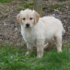 Ce petite mle Golden Retriever propos  l'achat est n le 04/05/2025.