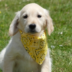 Cette petite femelle Golden Retriever propose  l'achat est ne le 25/03/2025.