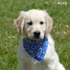 Ce petite mle Golden Retriever propos  l'achat est n le 25/03/2025.