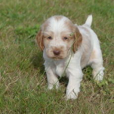 Chiot Cocker Anglais Spaniel de race LOF avec pedigree  adopter.
