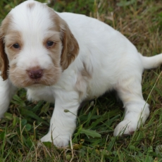 Chiot Cocker Anglais Spaniel de race LOF avec pedigree  adopter.