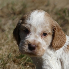 Chiot Cocker Anglais Spaniel à adopter au prix de 1260 €