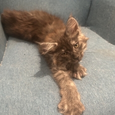 Acheter Maine Coon bébé pour 1400 €