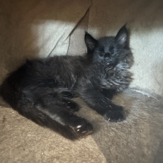 Chaton Maine Coon à adopter au prix de 1400 €