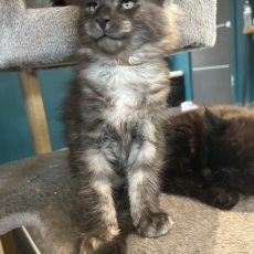 Adoption chaton Maine Coon au prix de 1400 €