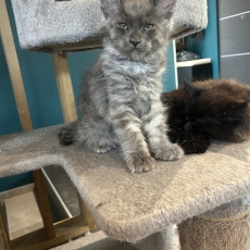 Chaton Maine Coon à adopter au prix de 1500 €