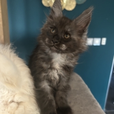 Maine Coon chaton vendu 1400 €
