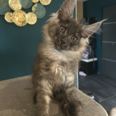 Maine Coon chaton vendu 1400 €