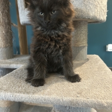 Maine Coon chaton vendu 1400 €