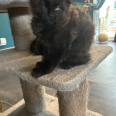 Maine Coon chaton vendu 1300 €