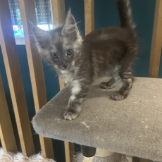 Maine Coon chaton vendu 1400 €