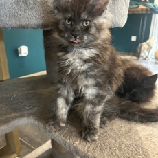Maine Coon chaton vendu 1400 €
