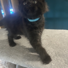 Adoption chaton Maine Coon au prix de 1400 €