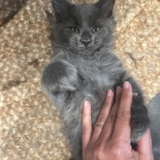 Acheter Maine Coon bébé pour 1400 €