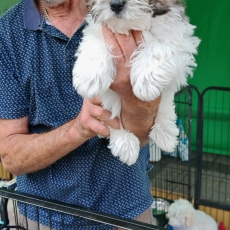 Acheter Coton de Tulear bébé pour 1400 €