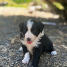 Acheter Border Collie bébé pour 560 €