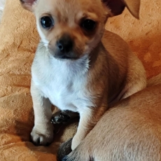 Ce petite mle Chihuahua propos  l'achat est n le 17/04/2025.