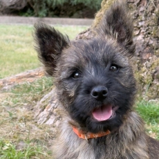 Chiot Cairn Terrier à adopter au prix de 900 €