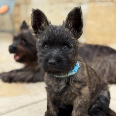 Acheter Cairn Terrier bébé pour 900 €