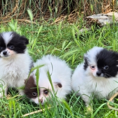 Chiot d'apparence de race Chihuahua  adopter.