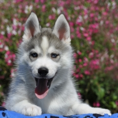 Chiot Husky Sibrien  vendre au prix de 1800  vaccin et identifi.