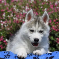 Ce petite mle Husky Sibrien propos  l'achat est n le 06/04/2025.
