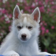 Chiot Husky Sibrien de race LOF avec pedigree  adopter.