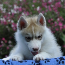 Chiot Husky Sibrien  vendre au prix de 1300  vaccin et identifi.