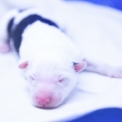 Chiot Laika de Yakoutie de race LOF avec pedigree  adopter.