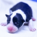 Chiot Laika de Yakoutie  vendre au prix de 1650  vaccin et identifi.